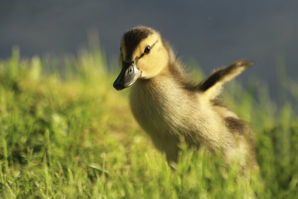 Beaux canards poussins ❤️