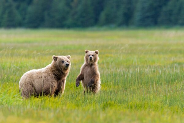 Una Osa y un oso caminan en Alaska