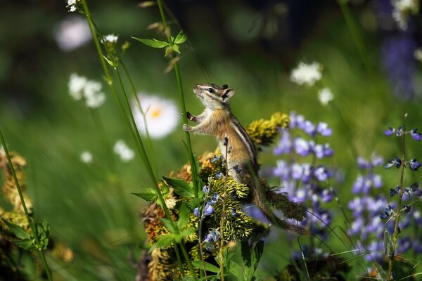 Ein kleiner Chipmunk in einem blühenden Feld