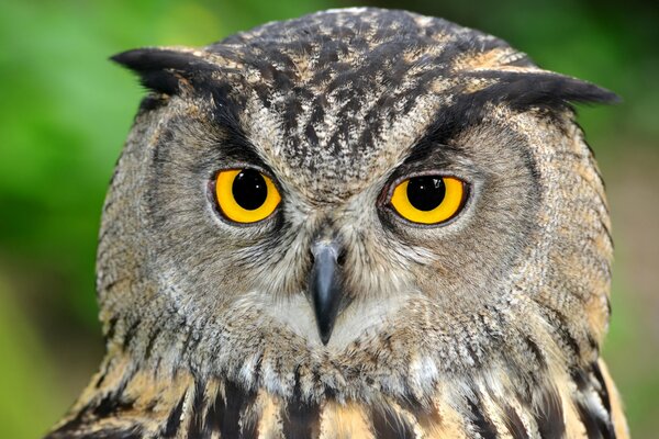 The attentive gaze of a gray owl