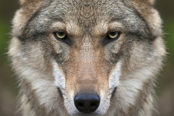 Le loup est un prédateur. Un regard vif. Museau du loup