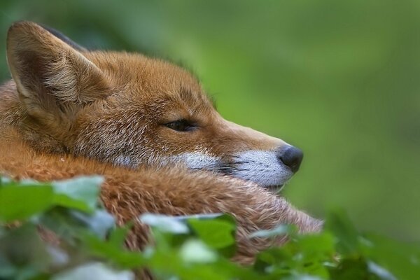 Renard au repos sur fond vert