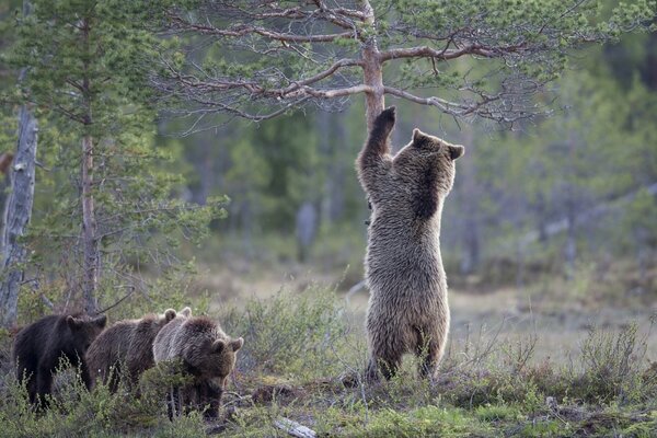 Der Bär geht mit den Bären im Kiefernwald spazieren