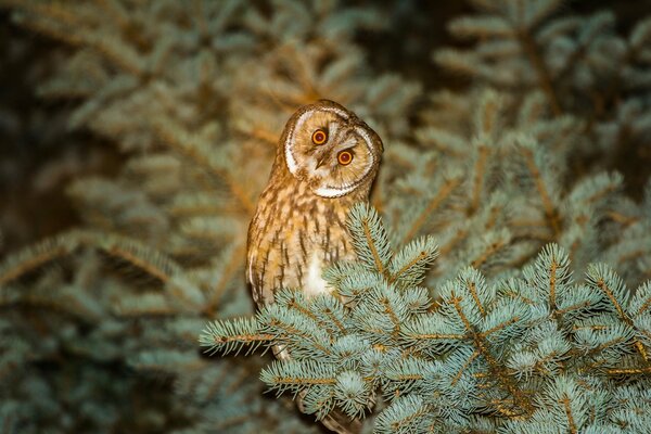 An owl is sitting on a branch of a fir tree