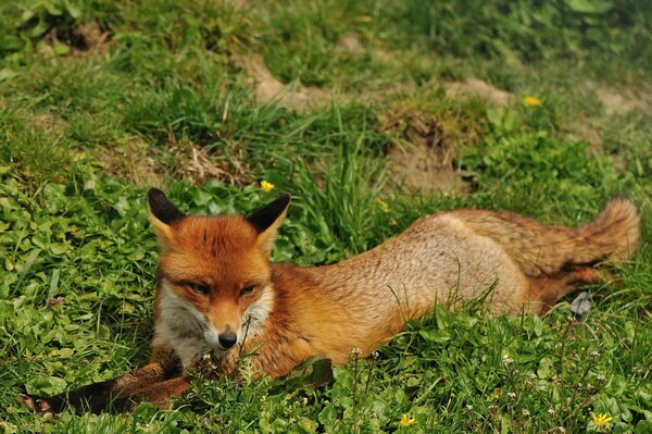 Rousse chanterelle repose sur l herbe