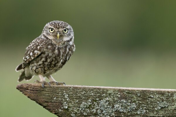 Fond d écran Hibou nature yeux brillants