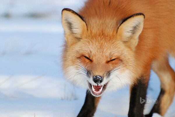 Orejas de zorro nariz nieve