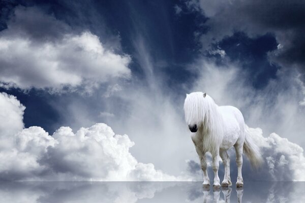 Cheval blanc dans le ciel sur l eau miroir