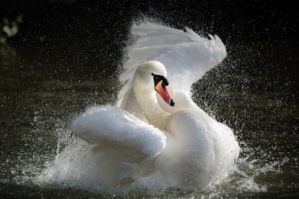 Cisne blanco agitando sus alas