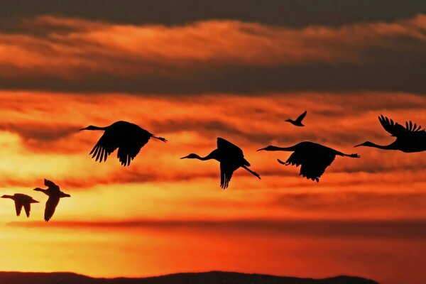 A flock of storks flies against the sunset