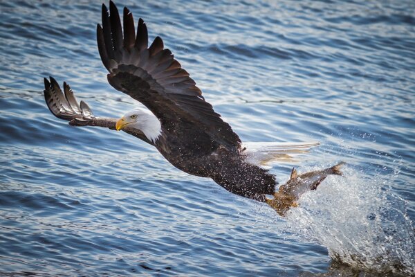 L aquila calva porta la sua preda tra gli artigli