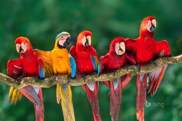 Quatre perroquets rouges Ara et un jaune