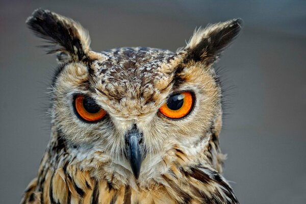 Sguardo predatorio del gufo dal naso adunco