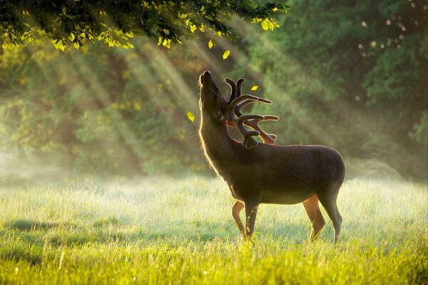 Cerf à l aube se prélasser dans les rayons du soleil du matin sous la pluie d été