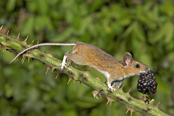 Maus hat eine Blackberry-Beere gezogen