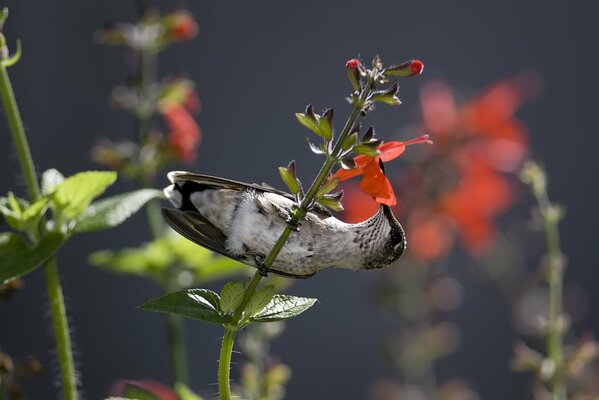 Kolibri sammelt Nektar von Blumen