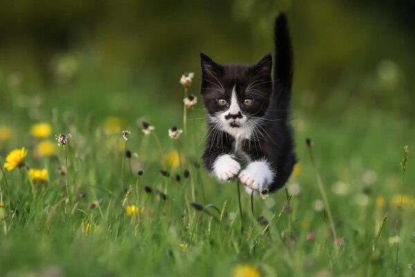 Маленький котенок на лугу летом