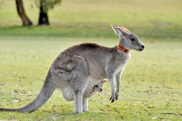 Canguro con un cucciolo in natura