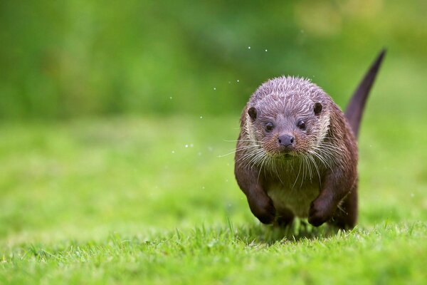 Una nutria corre por la orilla del río