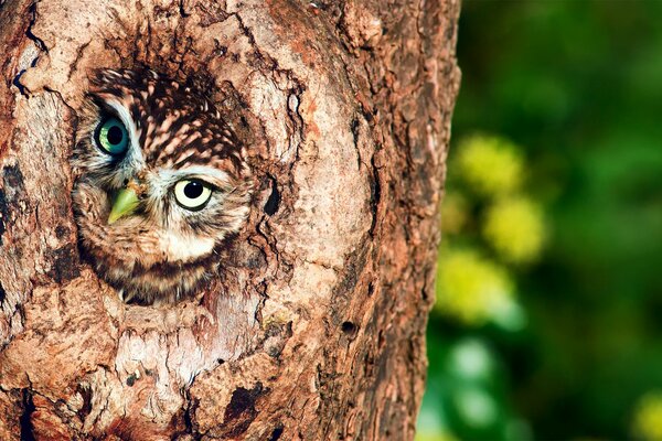 El búho se asoma desde el hueco de un árbol