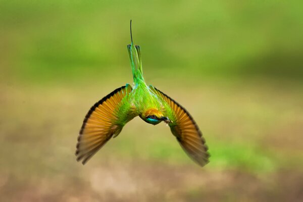 In una foto sfocata, un uccello insolito verde