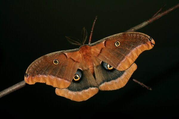 Mariposa alada colgando de una rama