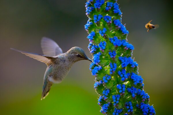 Calibri nature fleur bleu