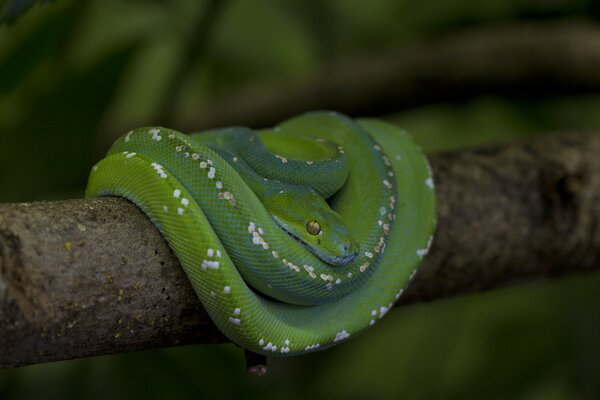 Una serpiente con escamas verdes yace en una rama