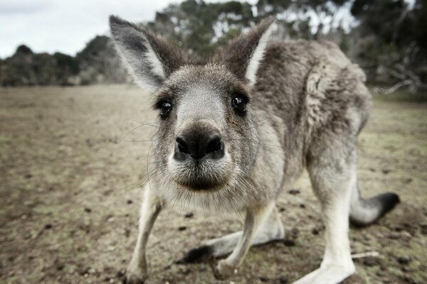 Kangaroos in the wild. Shooting macro