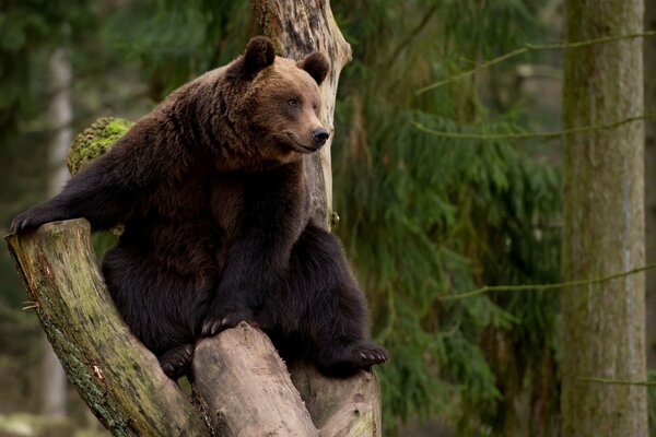 A brown bear is sitting on a tree in the forest