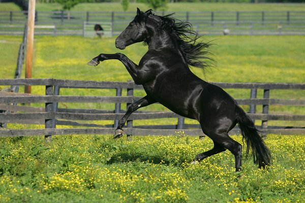 Caballo hierba valla flores