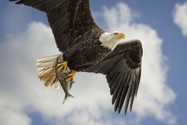 Ciel oiseau aigle à tête blanche