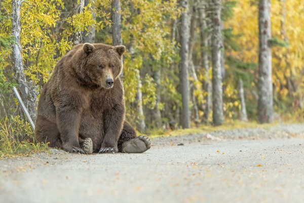 Braunbär setzte sich auf die Straße