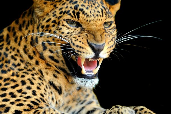 Räuberischer Blick und der Grinsen eines Leoparden