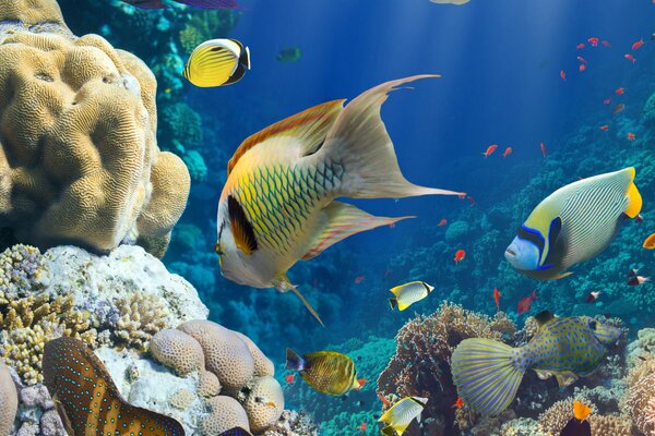 Coral reef in the ocean under water