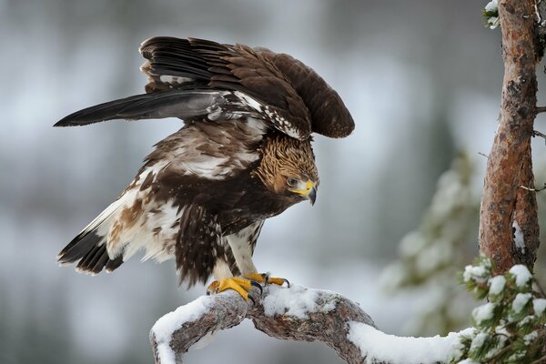 Eagle on a winter pine tree