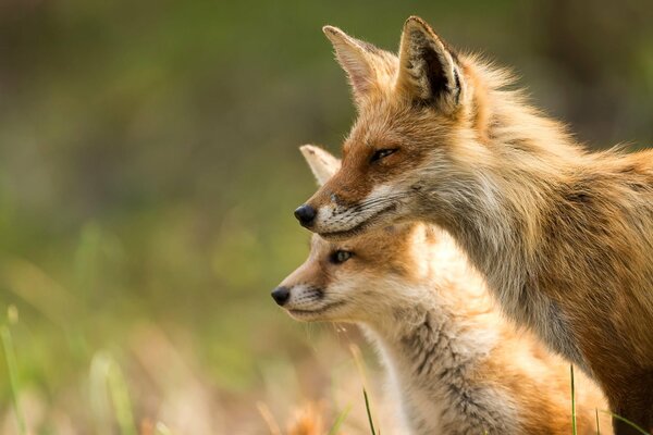 Foxes in daylight in the wild