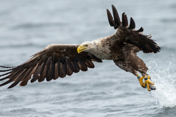 Águila de cola blanca extiende sus alas sobre el agua