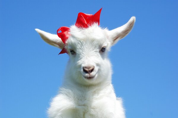 Cute white goat with a red bow on her head