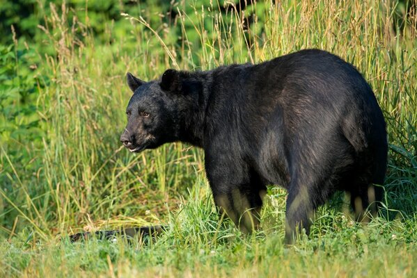 American black bear hiding in the grass