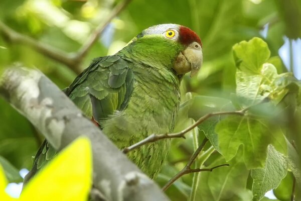 Amazone à feuilles vertes