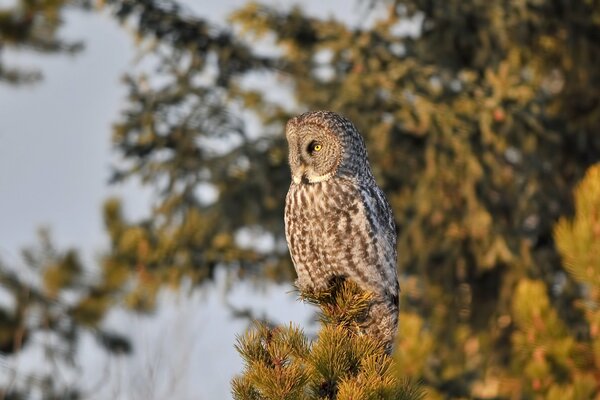 A proud owl watches from a pine tree