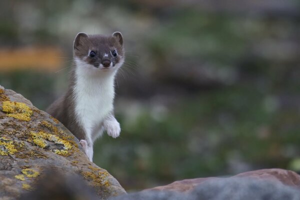 Cute ferret fret in nature