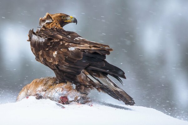 Der größte Adler im Schnee