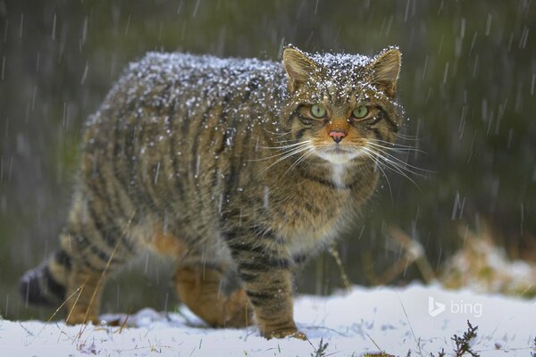 Europäische Waldkatze unter Schnee