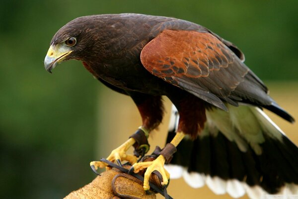 Pájaro águila con pico amarillo