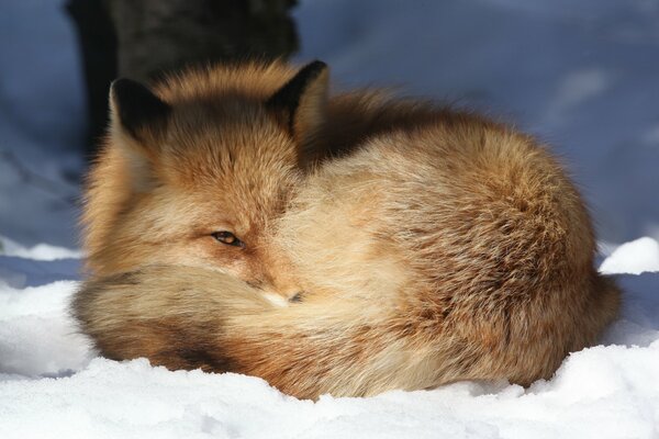 Beautiful red-haired lesichka lies in the snow