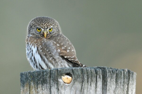 A beautiful owl is sitting on a stump