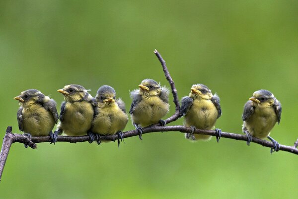 A flock of lapis lazuli is sitting on a branch