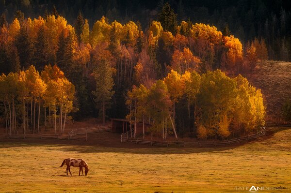 Colorido valle de otoño con caballo